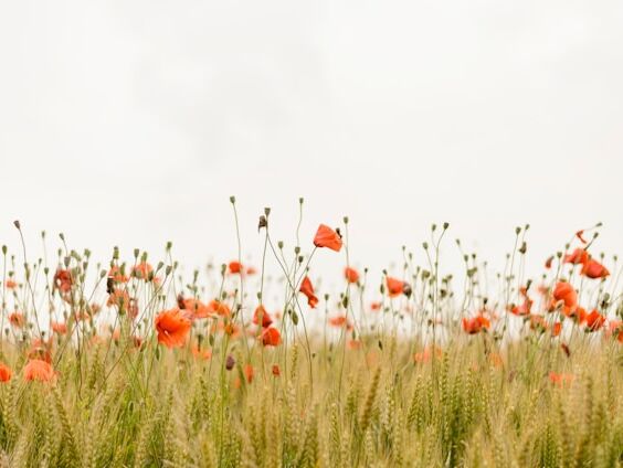 Life is simple - Confucius NL