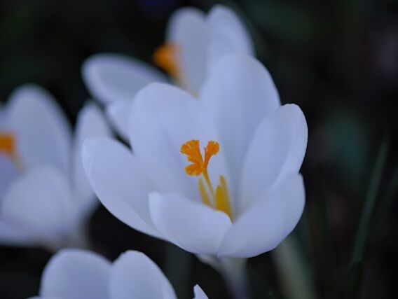 incessant flow desires - Gita NL
