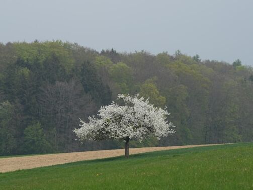 Life Without Love - Khalil Gibran - NL