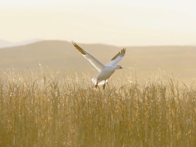 Snow Goose - Lao Tzu - NL
