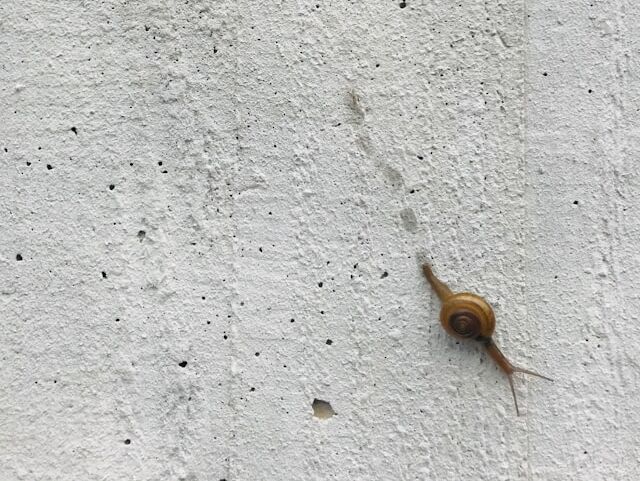 Slowly - Confucius - NL