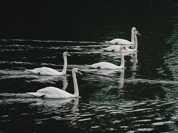 Leaders - Lao Tzu - NL