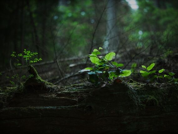 Wise Shape - Buddha - NL