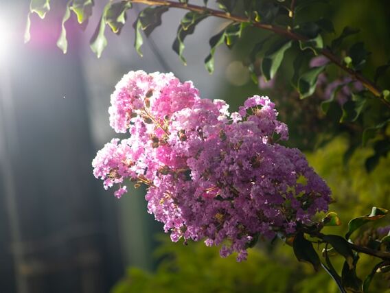 Divine Nature - Wayne Dyer - NL