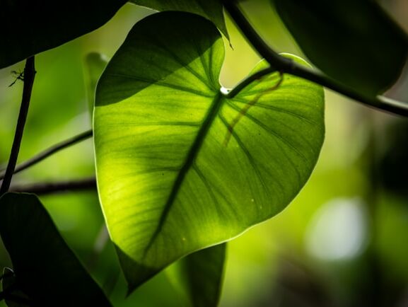 Beauty - Khalil Gibran - NL