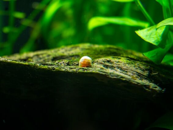 Presence - Stephen Levine - NL