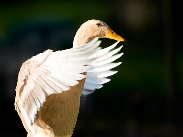 Chicken Duck - Ajahn Chah - NL