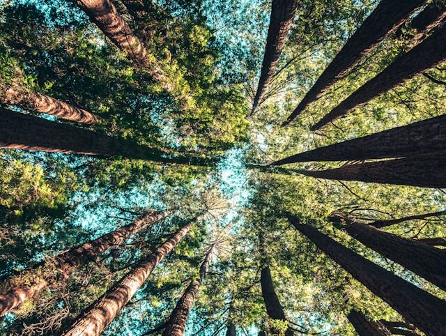 Meditation - Elizabeth Lesser - NL