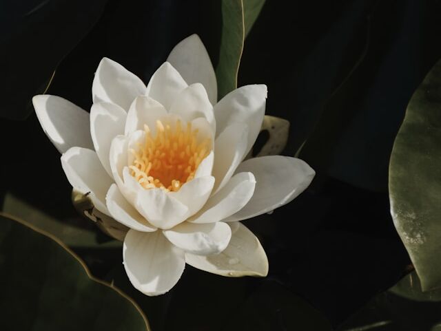 Meditation - Thich Nhat Hanh - NL